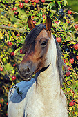 HOR 01 SS0343 01
Portrait Of Mangalarga Marchador Stallion Standing By Fruit Tree