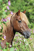 HOR 01 SS0344 01
Head Shot Of Partbred Colt In Flowers