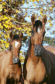 HOR 01 SS0345 01
Paso Fino Foal And Mare Standing By Autumn Trees
