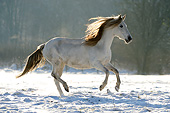 HOR 01 SS0346 01
Paso Fino Mare Galloping Through Snow