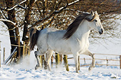 HOR 01 SS0347 01
Paso Fino Mare Trotting In Snow Covered Pasture