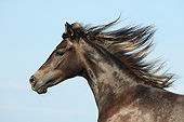 HOR 01 SS0348 01
Head Shot Of Paso Fino Filly Against Blue Sky