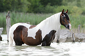 HOR 01 SS0349 01
Paso Fino Stallion Standing In Water
