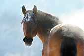 HOR 01 SS0350 01
Close-Up Of Paso Fino Stallion Standing In Snow