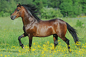 HOR 01 SS0351 01
Paso Fino Stallion Trotting Through Spring Meadow