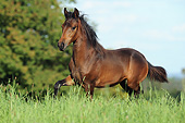 HOR 01 SS0352 01
Paso Fino Trotting Through Summer Meadow