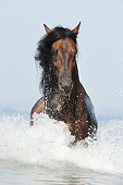 HOR 01 SS0353 01
Portrait Of Paso Fino Stallion Splashing Through Water