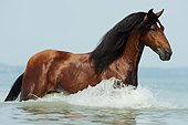 HOR 01 SS0354 01
Paso Fino Stallion Walking Through Water
