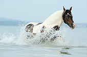 HOR 01 SS0355 01
Paso Fino Stallion Splashing Through Water