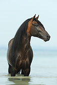 HOR 01 SS0356 01
Portrait Of Paso Fino Stallion Standing In Water