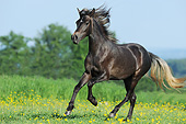 HOR 01 SS0357 01
Paso Fino Filly Galloping Through Spring Meadow