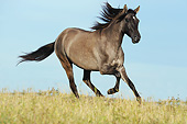 HOR 01 SS0358 01
Paso Fino Mare Galloping Through Field