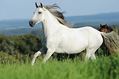 HOR 01 SS0359 01
Paso Fino Mare Galloping Through Field