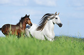 HOR 01 SS0360 01
Paso Fino Mare Galloping With Foal In Tall Grass