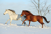 HOR 01 SS0361 01
Two Paso Fino Mares Galloping In Snow
