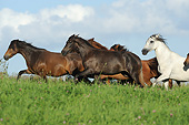 HOR 01 SS0362 01
Herd Of Paso Fino Mares Galloping Through Meadow In Summer