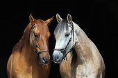 HOR 01 SS0363 01
Close-Up Of Two Paso Finos Standing In Dark Studio