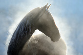 HOR 01 SS0364 01
Backlit Close-Up Of Paso Fino Stallion In Snow