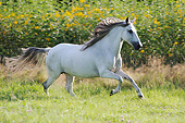 HOR 01 SS0365 01
Paso Fino Mare Galloping Through Summer Field