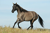 HOR 01 SS0366 01
Paso Fino Mare Galloping Through Field