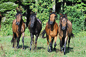 HOR 01 SS0367 01
Four Paso Fino Fillies Standing In Summer Meadow
