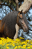 HOR 01 SS0368 01
Head Shot Of Paso Fino Stallion By Yellow Flowers