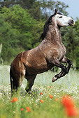 HOR 01 SS0369 01
Paso Iberoamericano Gelding Rearing In Spring Meadow