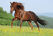 HOR 01 SS0370 01
Peruvian Paso Stallion Galloping In Spring Meadow