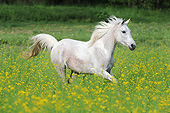 HOR 01 SS0371 01
Purebred Arabian Stallion Galloping In Spring Meadow