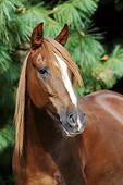 HOR 01 SS0372 01
Head Shot Of Peruvian Paso Mare By Evergreen