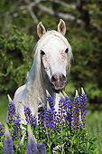 HOR 01 SS0373 01
Portrait Of Purebred Arabian Mare By Spring Flowers
