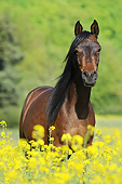 HOR 01 SS0374 01
Portrait Of Purebred Arabian Mare Standing By Spring Wildflowers