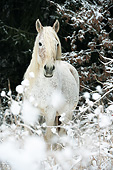 HOR 01 SS0375 01
Portrait Of Purebred Arabian Mare Standing In Snow