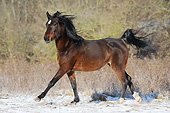 HOR 01 SS0376 01
Purebred Arabian Mare Galloping On Snow Covered Grass