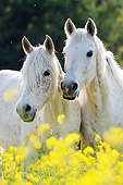 HOR 01 SS0377 01
Portrait Of Two Purebred Arabian Mares By Spring Flowers
