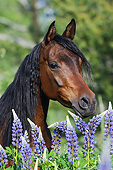 HOR 01 SS0378 01
Head Shot Of Purebred Arabian Mare By Spring Flowers