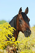 HOR 01 SS0379 01
Head Shot Of Purebred Arabian Mare In Summer Meadow