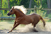 HOR 01 SS0380 01
Quarter Horse Stallion Running In Dusty Pasture In Summer