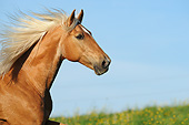 HOR 01 SS0381 01
Head Shot Of Tennessee Walking Horse Gelding In Meadow