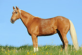 HOR 01 SS0382 01
Tennessee Walking Horse Gelding Standing In Spring Meadow