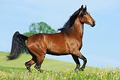 HOR 01 SS0383 01
Tennessee Walking Horse Mare Trotting In Spring Meadow