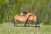 HOR 01 TL0035 01
Two Wild Horses Standing In Field Of Wildflowers