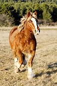 HOR 01 WF0001 01
Heavy Draft Breton Horse Galloping In Field