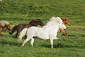 HOR 01 WF0007 01
Herd Of Icelandic Horses Running Across Meadow