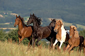 HOR 01 WF0008 01
Young Stallions Of Different Breeds Galloping Across Meadow