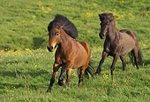 HOR 01 WF0009 01
Icelandic Horses Running Across Meadow