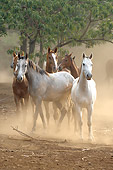 HOR 01 WF0010 01
Herd Of Partbred Horses Walking On Dusty Ground