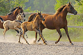 HOR 01 WF0011 01
Arabian Horse Mares Running With Foals In Paddock