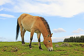 HOR 01 WF0012 01
Przewalski's Horse Grazing On Hillside Scotland