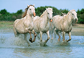 HOR 01 WF0013 01
Three Camargue Horses Running Through Water